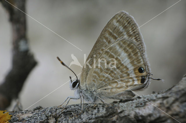 Long-tailed Blue (Lampides boeticus)