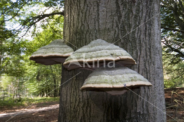 Tonderzwam (Ganoderma spec.)