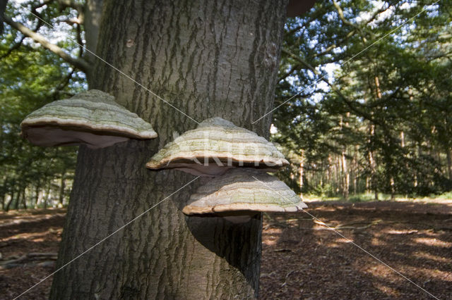 touchwood (Ganoderma spec.)