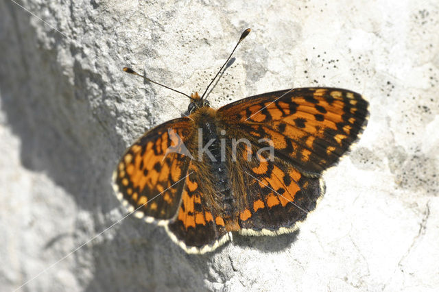 Toortsparelmoervlinder (Melitaea trivia)