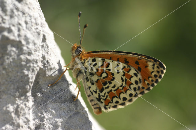 Toortsparelmoervlinder (Melitaea trivia)