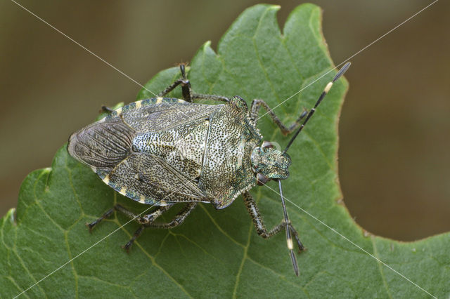 Troilus luridus