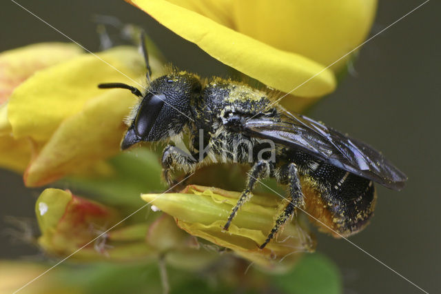 Daisy carpenter bee (Heriades truncorum)