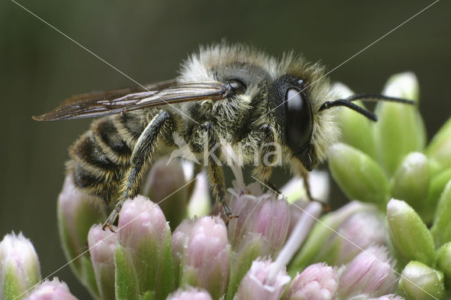 Leafcutter bee (Megachile centuncularis)