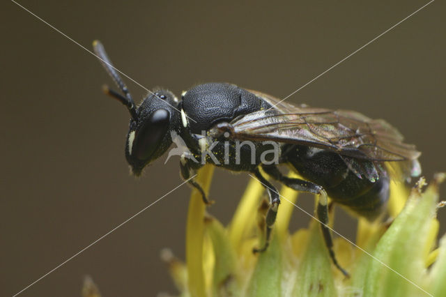 Tuinmaskerbij (Hylaeus hyalinatus)