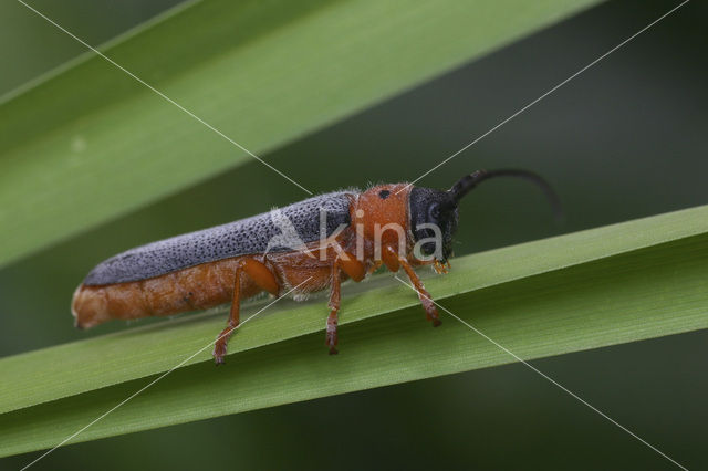 Twin spot longhorn beetle (Oberea oculata)