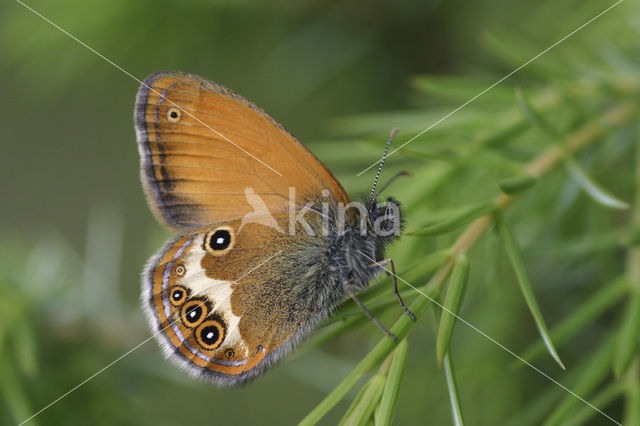 Tweekleurig hooibeestje (Coenonympha arcania)