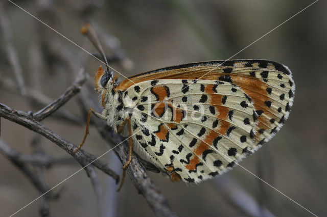 Tweekleurige parelmoervlinder (Melitaea didyma)