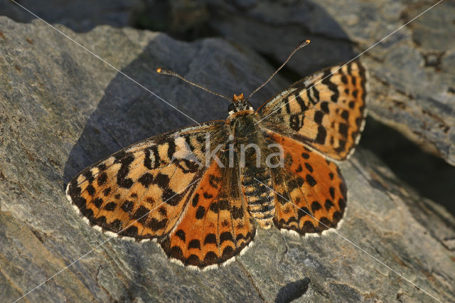 Tweekleurige parelmoervlinder (Melitaea didyma)