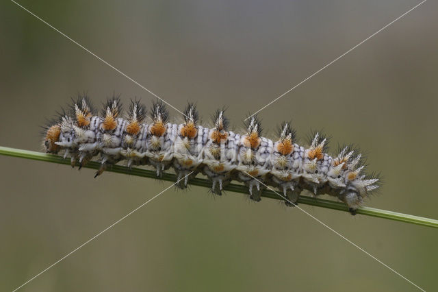 Spotted Fritillary (Melitaea didyma)