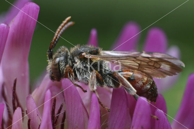 Tweekleurige wespbij (Nomada integra)