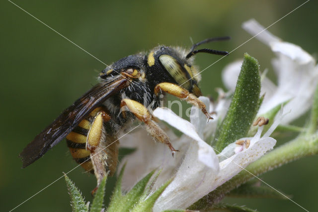 Tweelobbige wolbij (Anthidium oblongatum)