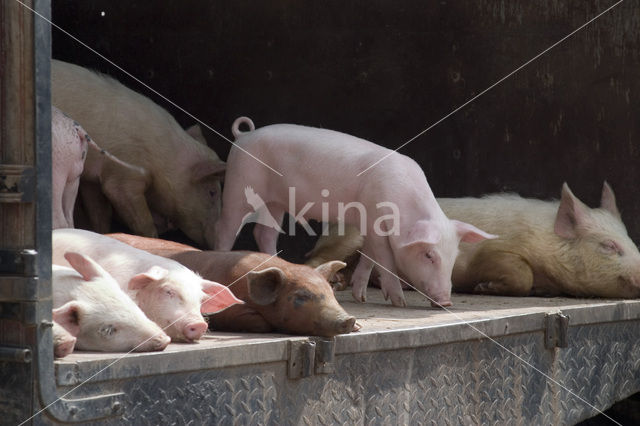 Pig (Sus domesticus)