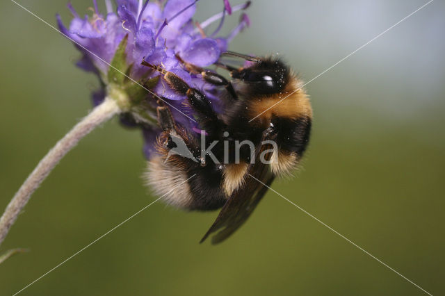 Veenhommel (Bombus jonellus)