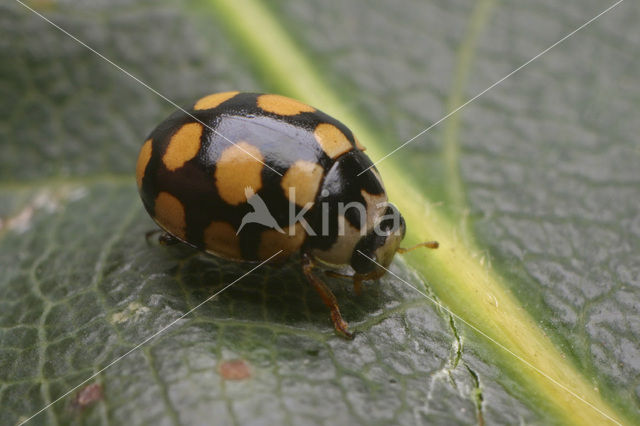 14 spot Ladybird