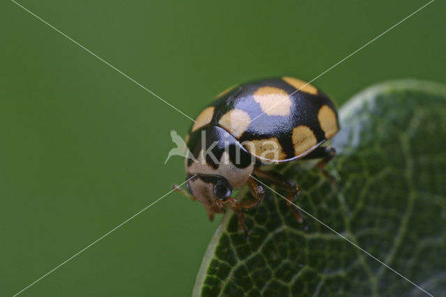 14 spot Ladybird