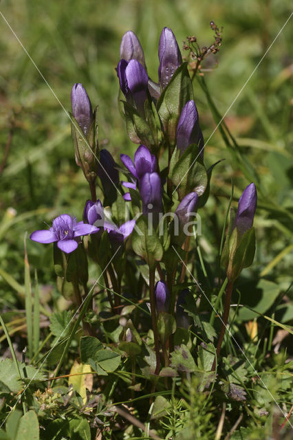 Field Gentian (Gentianella campestris)