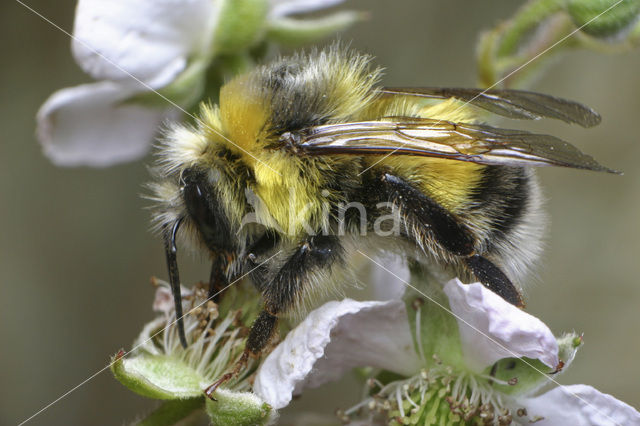 White-tailed bumblebee (Bombus lucorum)
