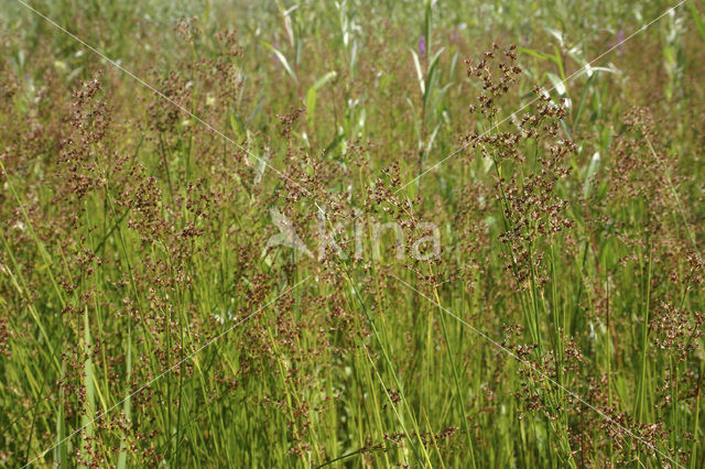 Veldrus (Juncus acutiflorus)