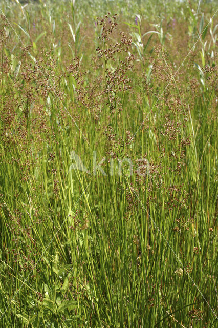 Veldrus (Juncus acutiflorus)