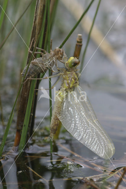 White-faced Darter (Leucorrhinia dubia)