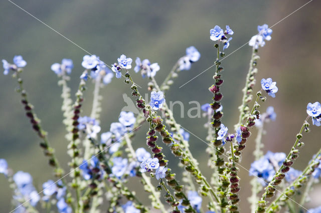 Vergeet-mij-nietje (Myosotis spec.)