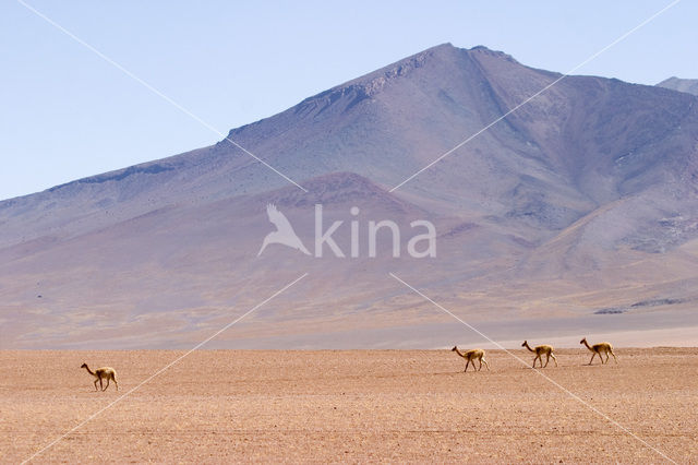 Vicuna (Vicugna vicugna)