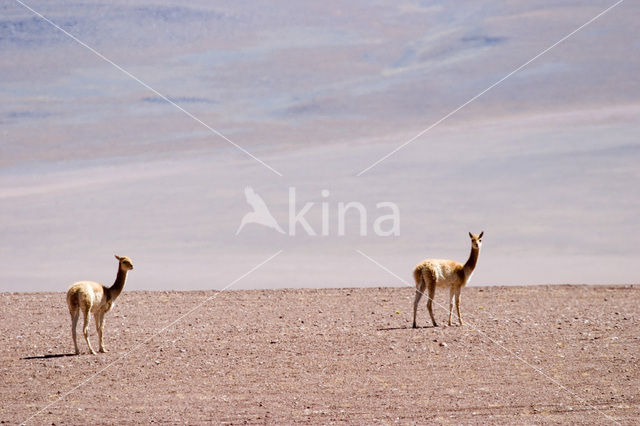 Vicuna (Vicugna vicugna)