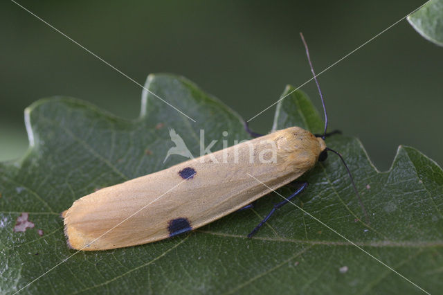 Four-spotted Footman (Lithosia quadra)