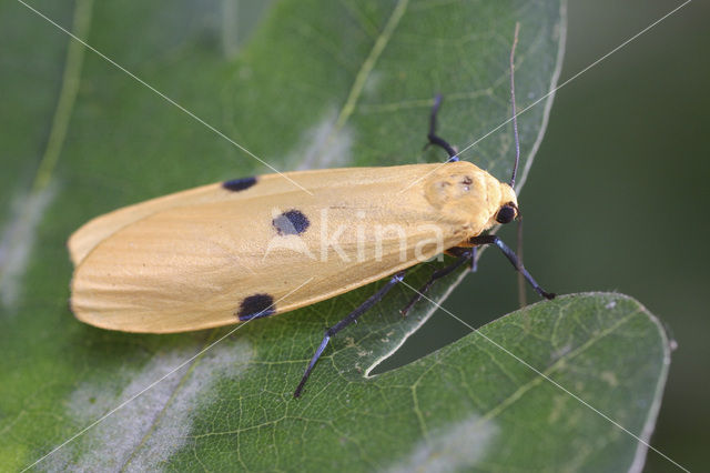 Viervlakvlinder (Lithosia quadra)