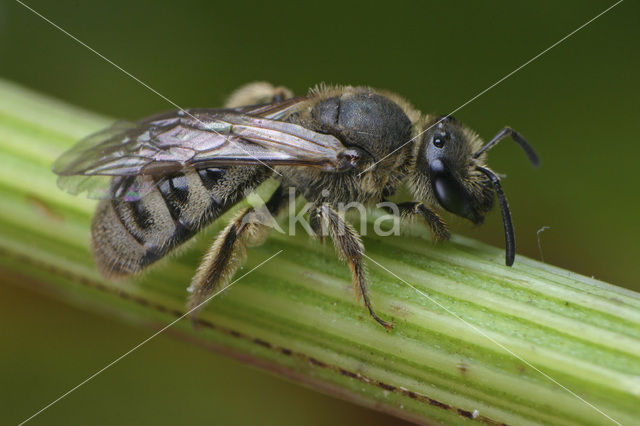 Viltige groefbij (Lasioglossum prasinum)