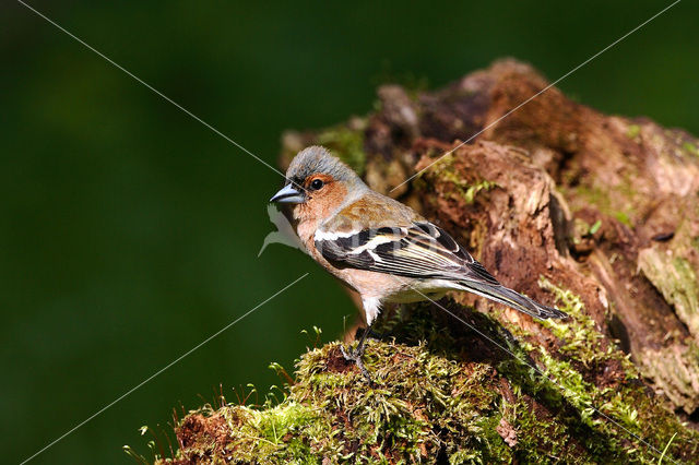 Chaffinch (Fringilla coelebs)