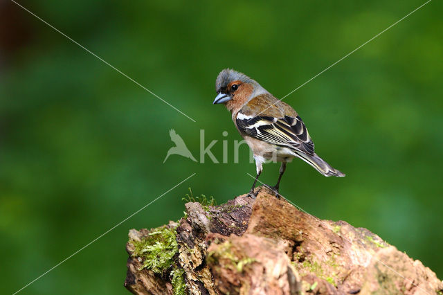 Chaffinch (Fringilla coelebs)