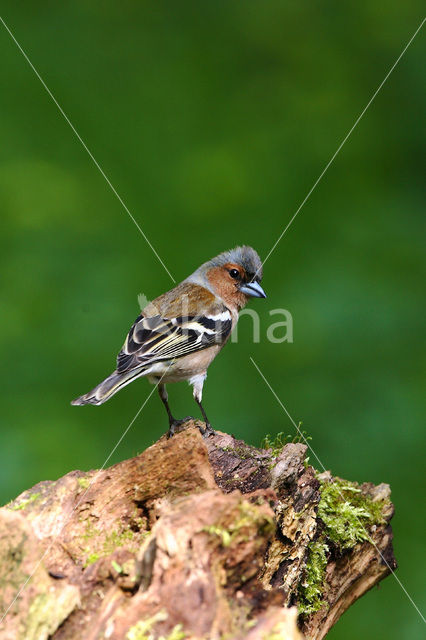 Vink (Fringilla coelebs)