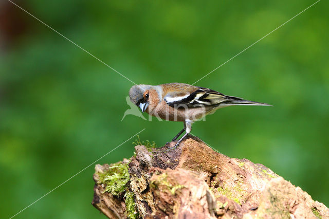 Chaffinch (Fringilla coelebs)