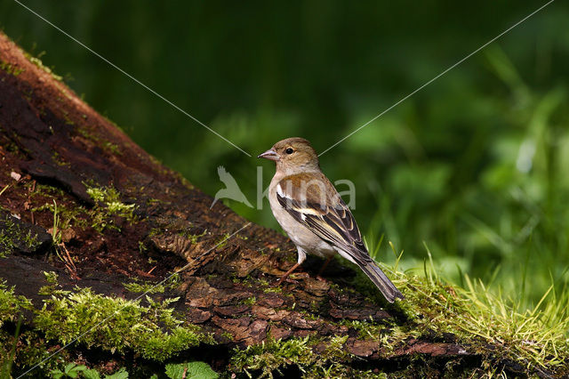 Vink (Fringilla coelebs)