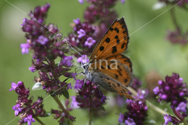 Violette vuurvlinder (Lycaena alciphron gordius)