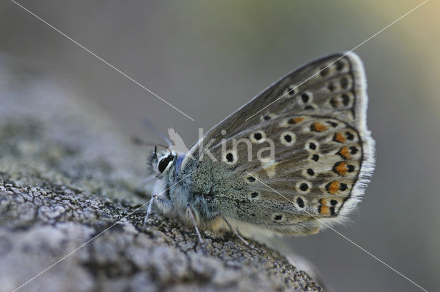 Vlaggewikkeblauwtje (Polyommatus eros)