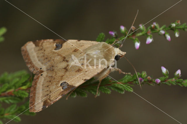 Vlekdaguil (Heliothis peltigera)