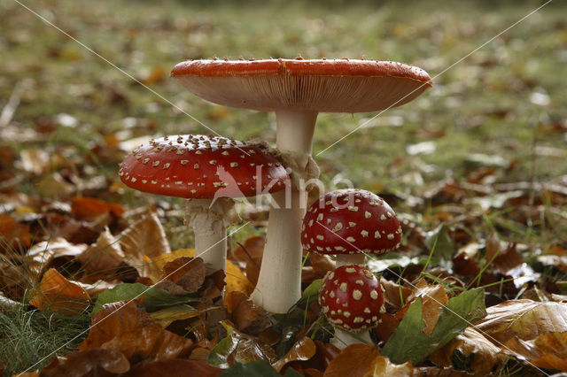Fly agaric (Amanita muscaria)