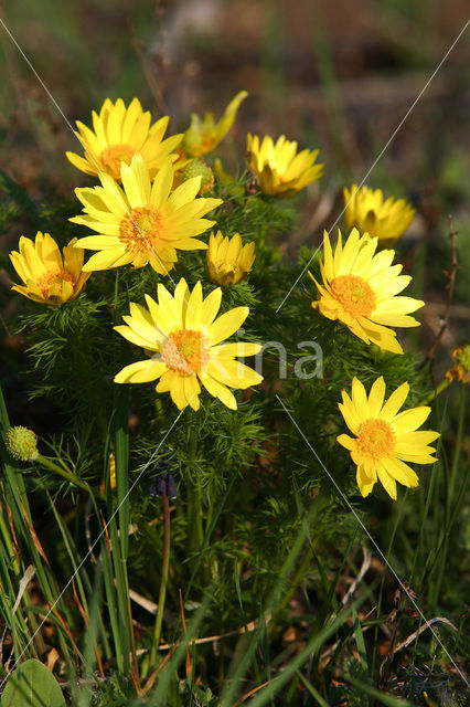 Yellow Pheasant’s-eye (Adonis vernalis)
