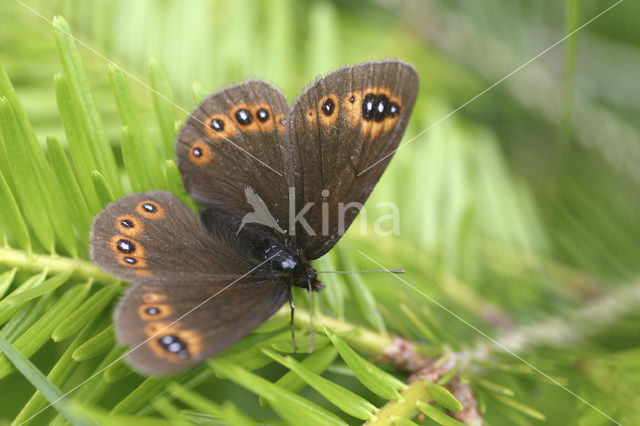 Woodland Ringlet (Erebia medusa)