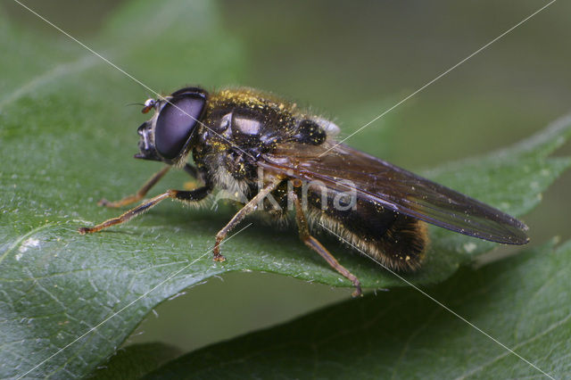 Vroeg Hoefbladgitje (Cheilosia himantopus)