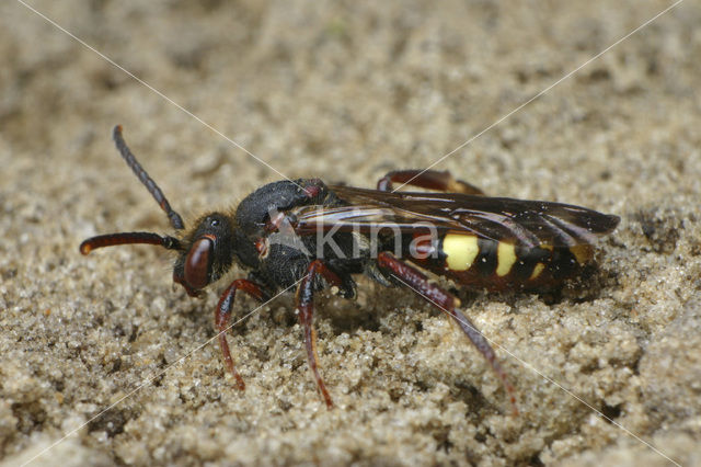 Vroege wespbij (Nomada leucophthalma)