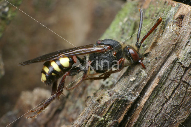 Vroege wespbij (Nomada leucophthalma)