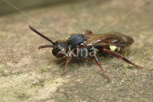 Vroege wespbij (Nomada leucophthalma)