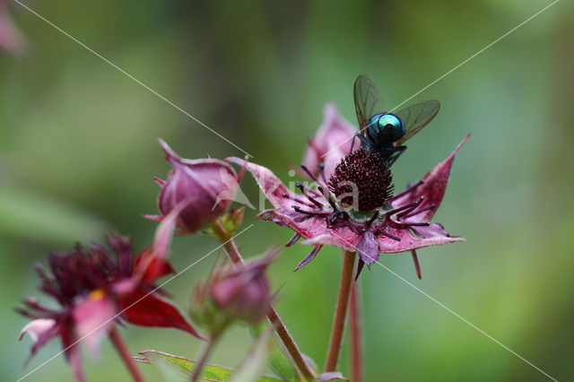 Marsh Cinquefoil (Potentilla palustris)