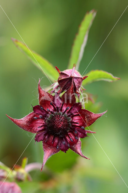 Marsh Cinquefoil (Potentilla palustris)