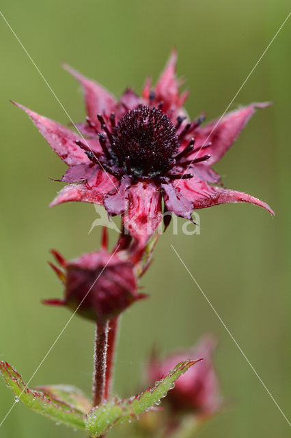 Marsh Cinquefoil (Potentilla palustris)