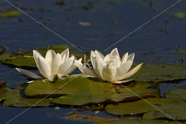 Waterlelie (Nymphaea hybride)